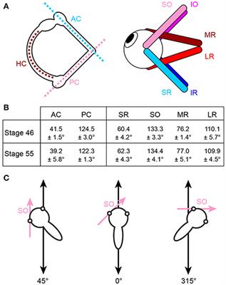 Semicircular Canal Influences on the Developmental Tuning of the Translational Vestibulo-Ocular Reflex